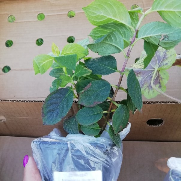 превью изображения отзыва