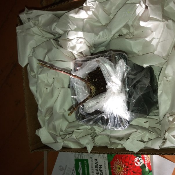 превью изображения отзыва