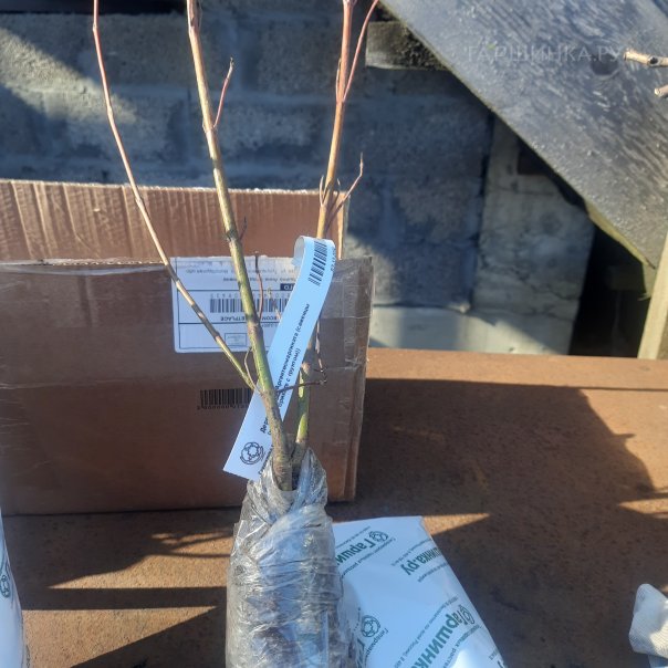 превью изображения отзыва