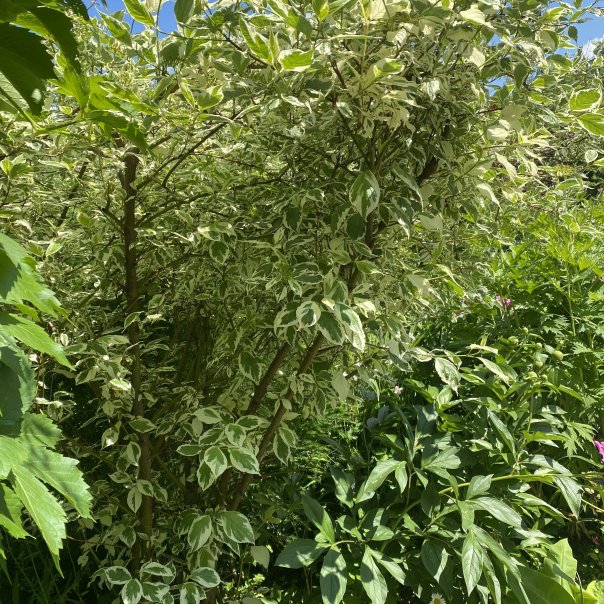 превью изображения отзыва