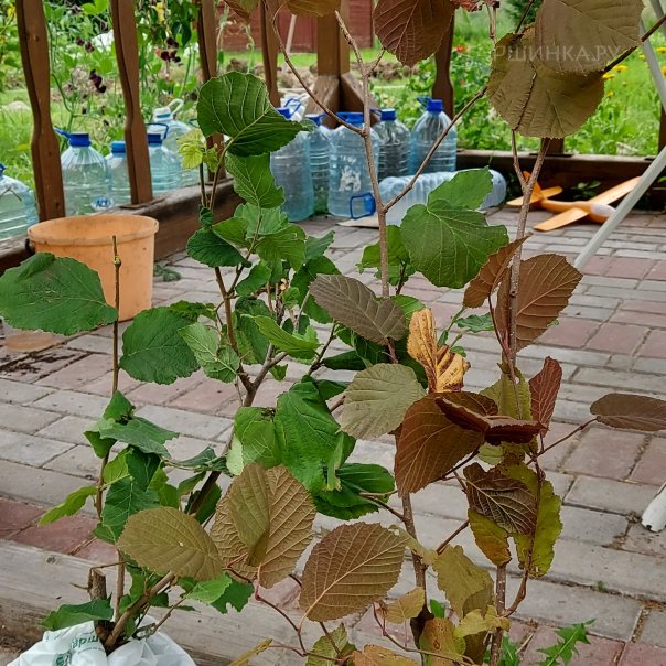 превью изображения отзыва