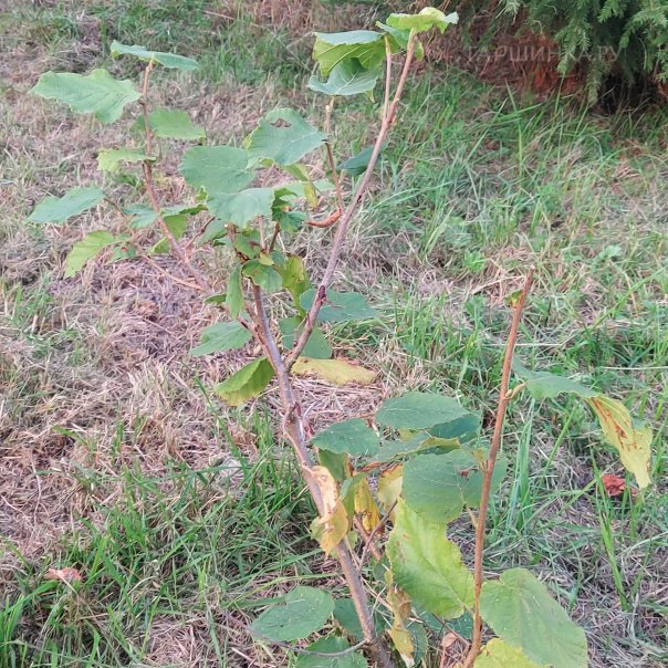 превью изображения отзыва