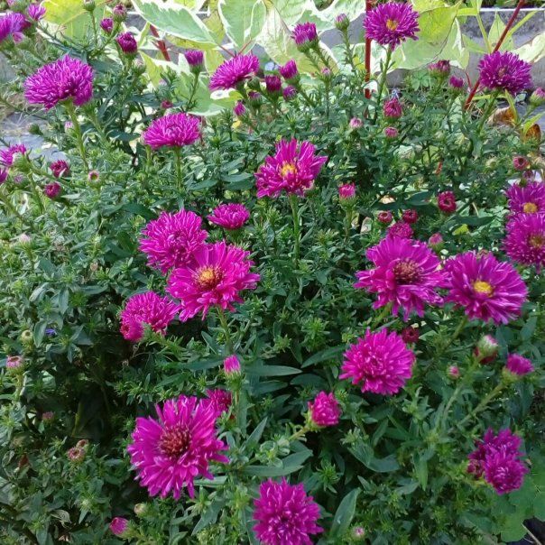 превью изображения отзыва