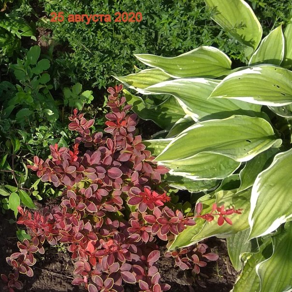 превью изображения отзыва