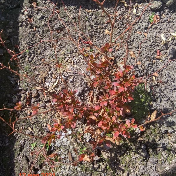 превью изображения отзыва