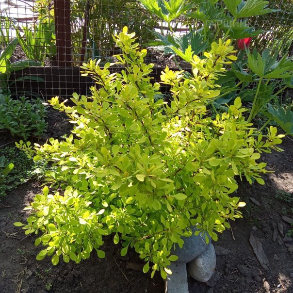 превью изображения отзыва