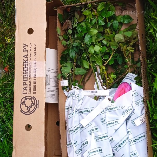 превью изображения отзыва