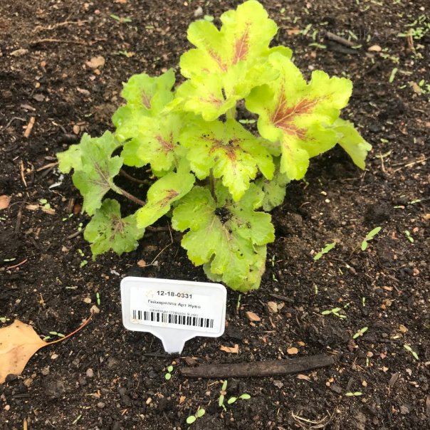 превью изображения отзыва