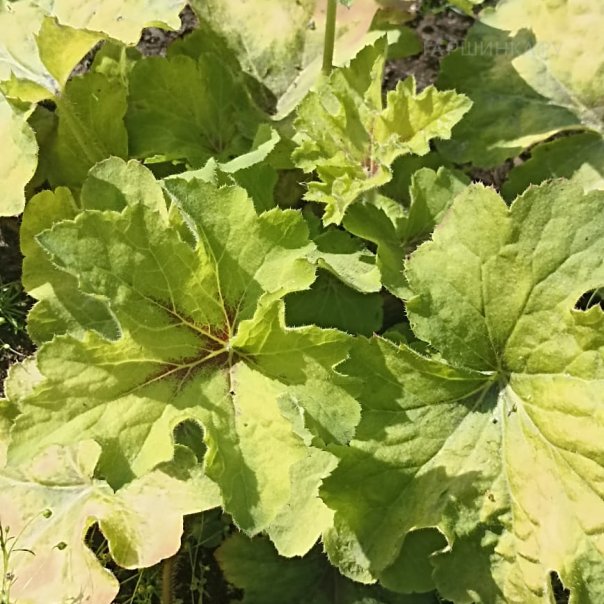 превью изображения отзыва