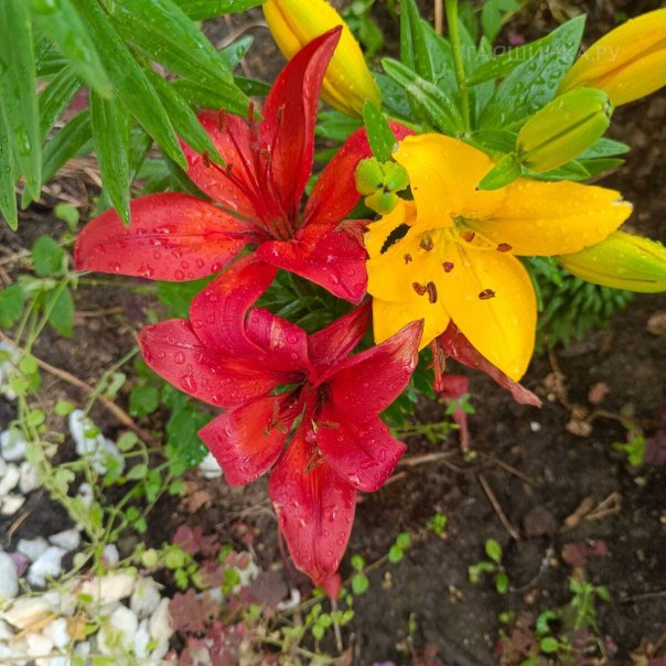 превью изображения отзыва