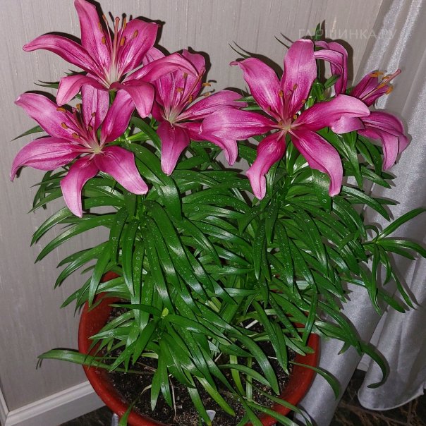 превью изображения отзыва