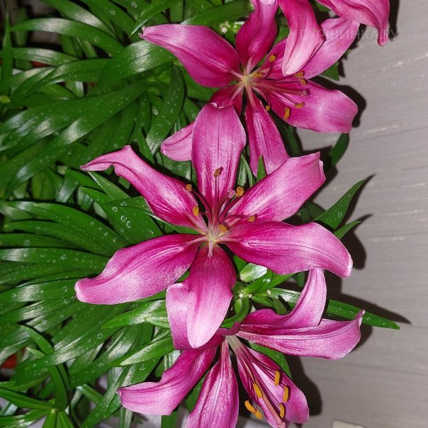 превью изображения отзыва