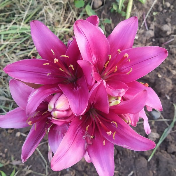 превью изображения отзыва