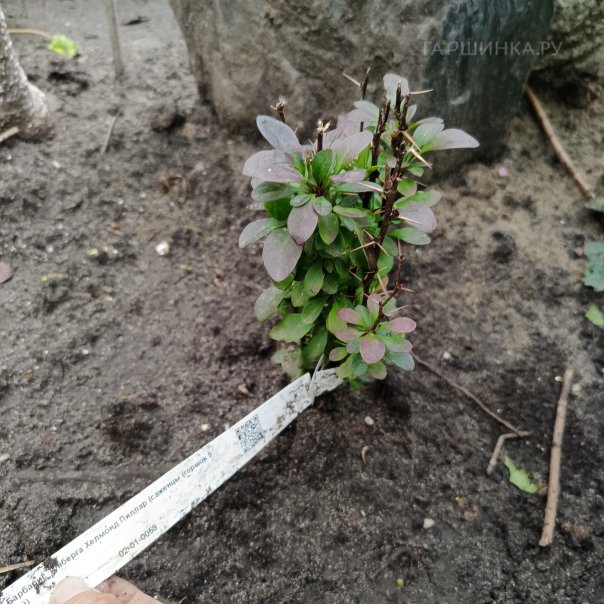 превью изображения отзыва