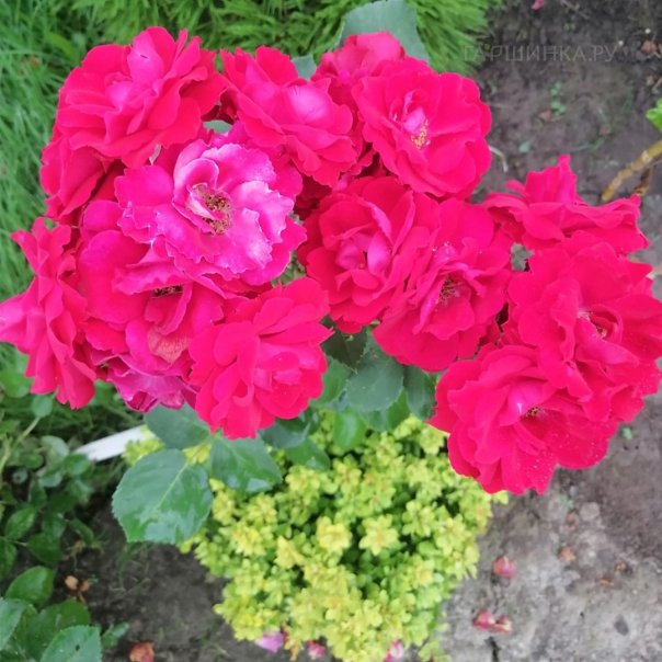 превью изображения отзыва