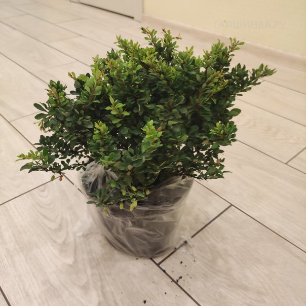 превью изображения отзыва