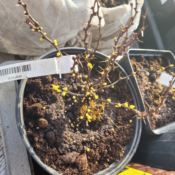 превью изображения отзыва