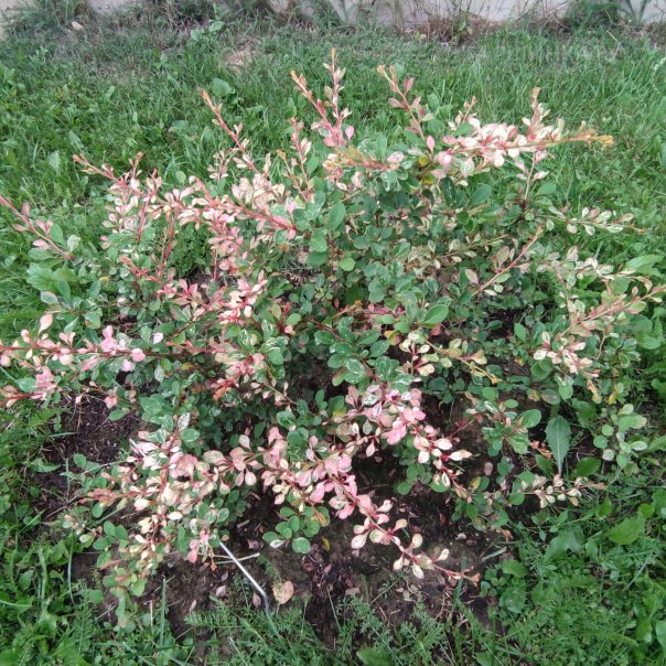 превью изображения отзыва