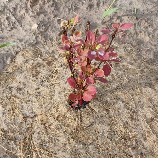 превью изображения отзыва