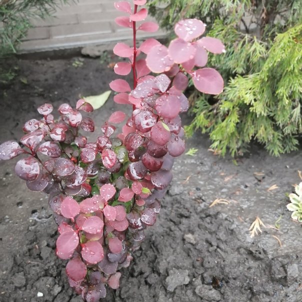 превью изображения отзыва