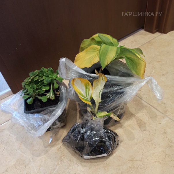 превью изображения отзыва