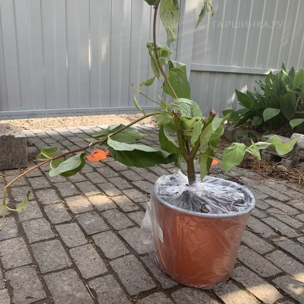 превью изображения отзыва