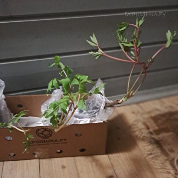 превью изображения отзыва