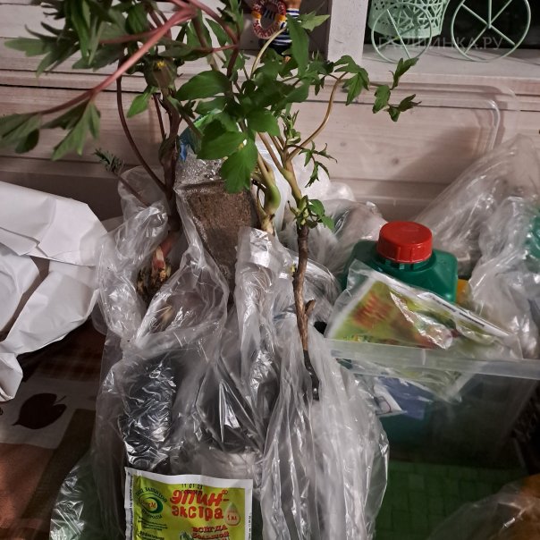 превью изображения отзыва