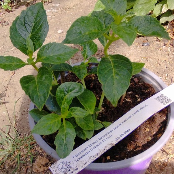 превью изображения отзыва