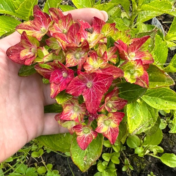 превью изображения отзыва