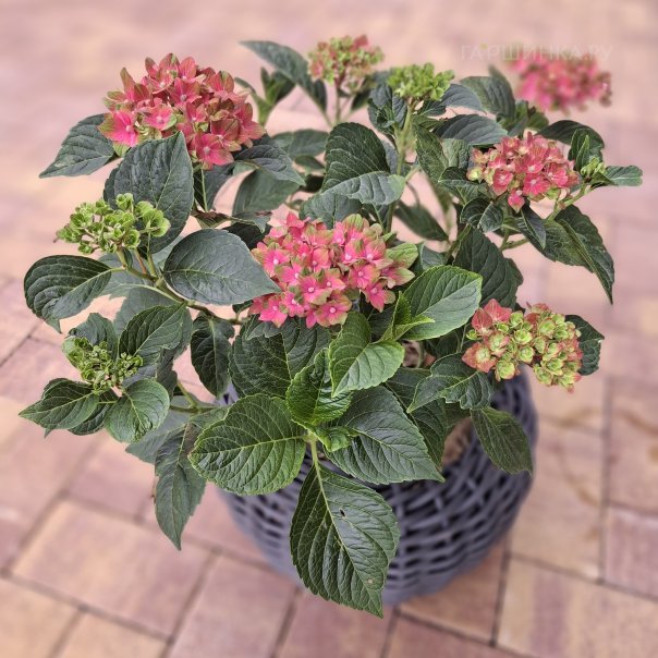 превью изображения отзыва