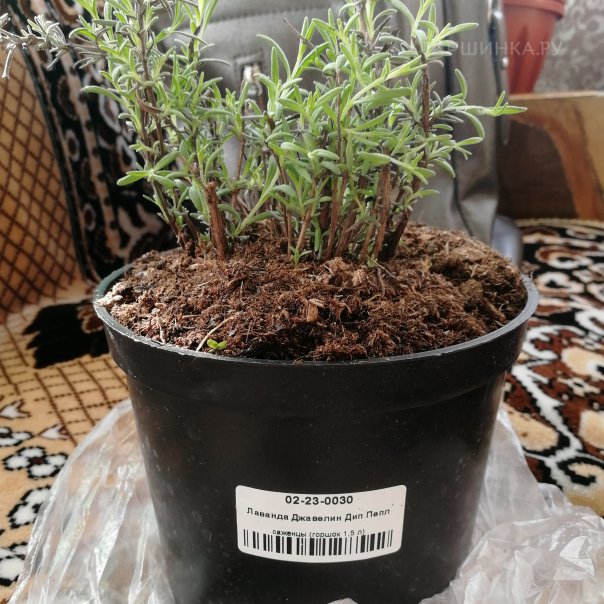 превью изображения отзыва