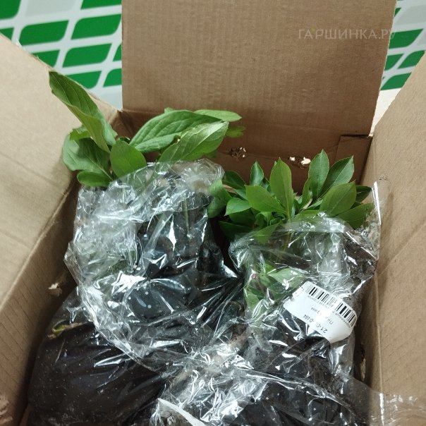 превью изображения отзыва