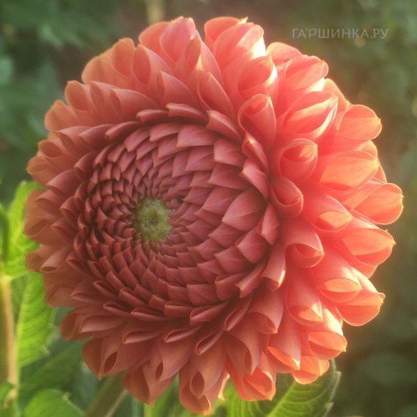 превью изображения отзыва