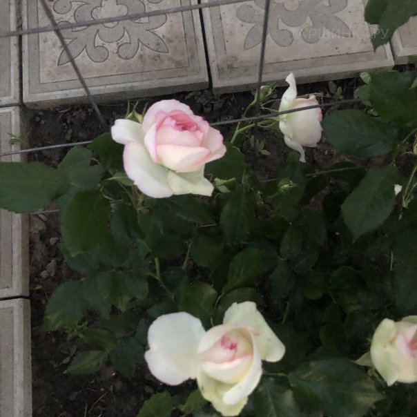 превью изображения отзыва