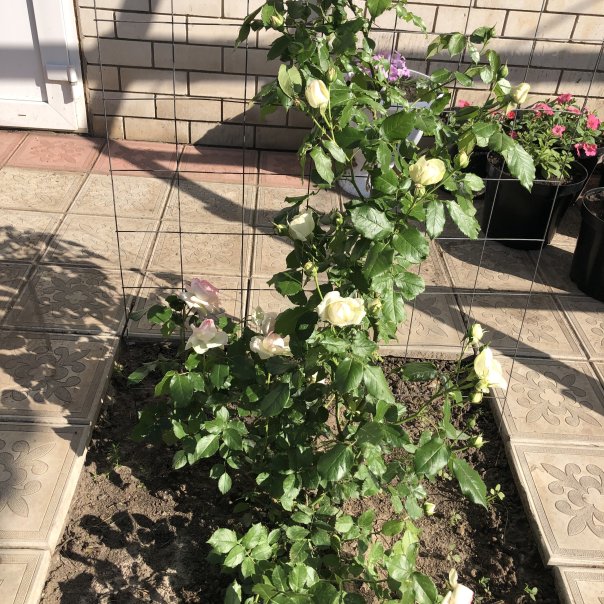 превью изображения отзыва