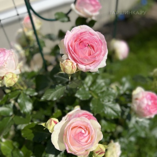 превью изображения отзыва