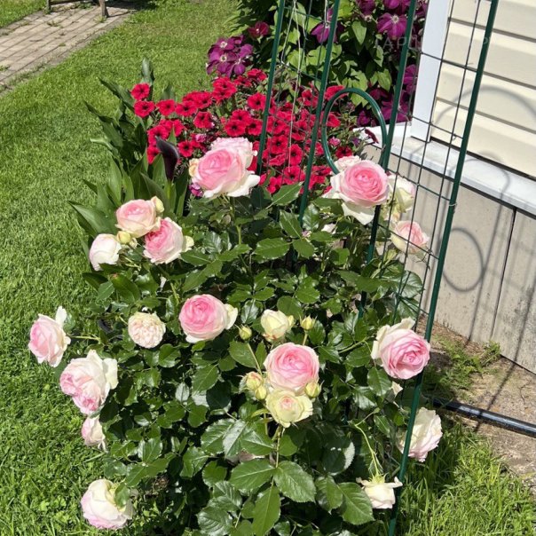 превью изображения отзыва