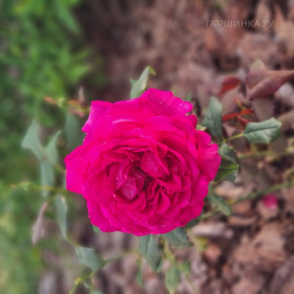 превью изображения отзыва