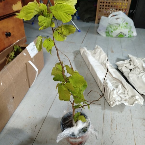 превью изображения отзыва