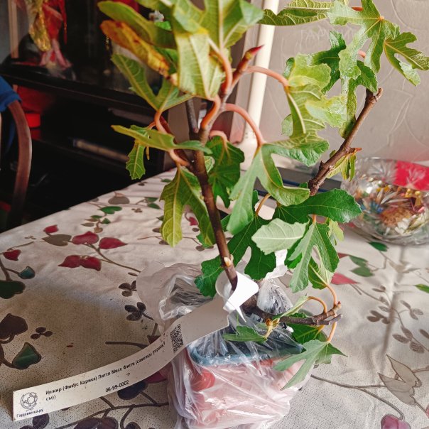 превью изображения отзыва