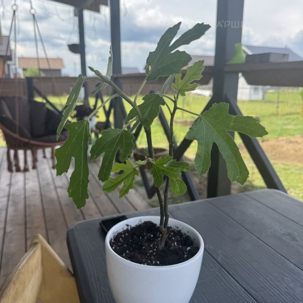 превью изображения отзыва