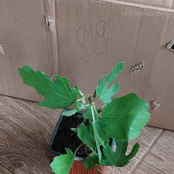 превью изображения отзыва