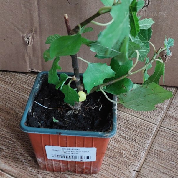 превью изображения отзыва