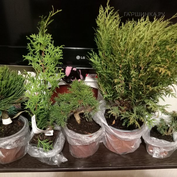 превью изображения отзыва