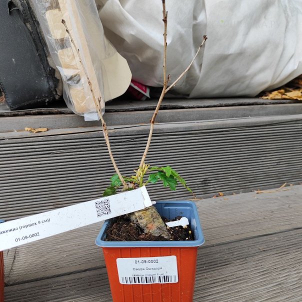 превью изображения отзыва