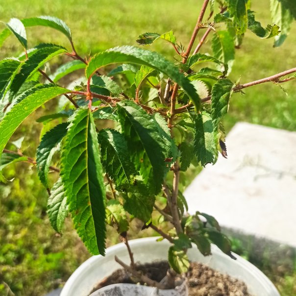 превью изображения отзыва