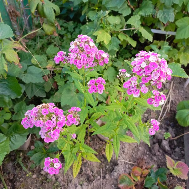 превью изображения отзыва