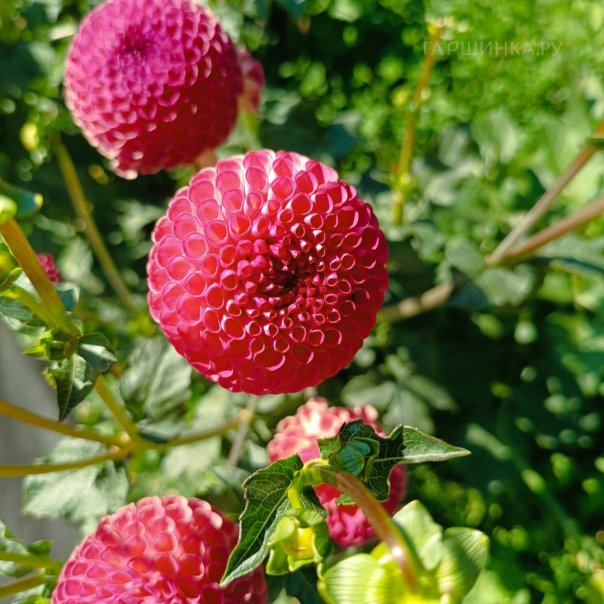 превью изображения отзыва