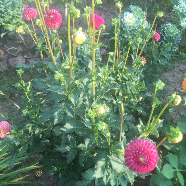 превью изображения отзыва